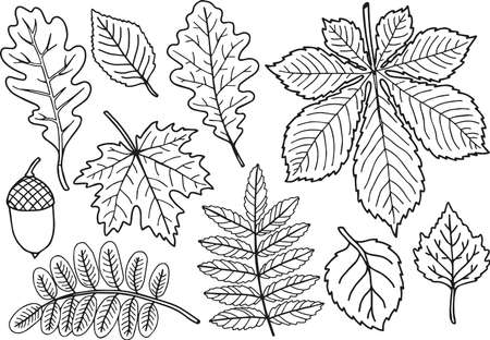 Heart-shaped frame made of leaves of different trees in a doodle styleのイラスト素材