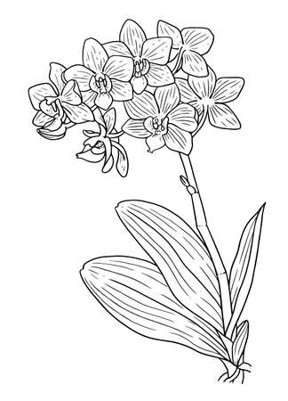 Coloring book page for adults. Realistic blooming orchid. Contour illustration isolated on white backgroundのイラスト素材