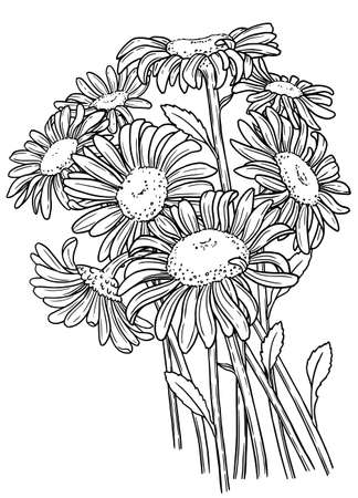 Coloring page for adult. Bouquet of meadow flowers. Contour black and white illustration of chamomile flowersのイラスト素材