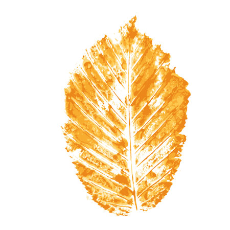 Print of Autumn leaves with painted watercolor by handのイラスト素材