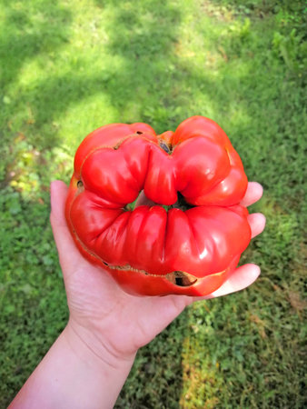 An interesting and unusual form of a tomato in the form of large lipsの写真素材