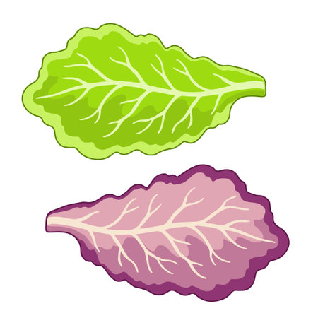 Vector Illustration of lettuce leaves in a flat styleのイラスト素材