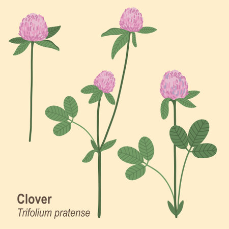 Hand drawn vector illustration. Set of isolated clover flowers. Blossom meadowのイラスト素材