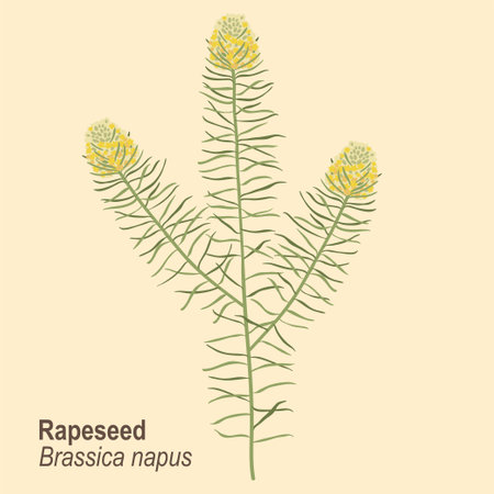 Hand drawn vector illustration of stylized flower. Isolated branch of flowering rapeseed plantのイラスト素材