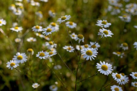 Many white chamomile flowers growing on the field.の写真素材