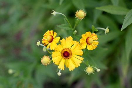 Yellow flowers growing in the garden. Close up