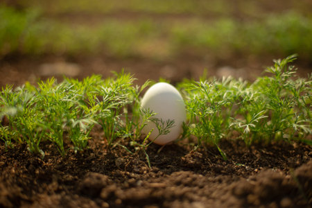 White egg lies in the young fresh green dill growing in the garden. Organic food concept. Close-up.