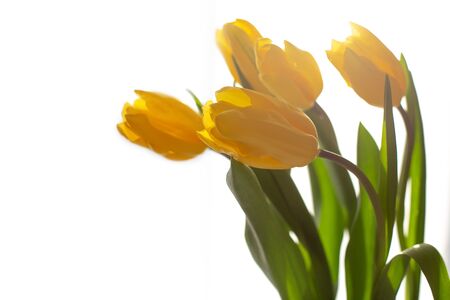 Delicate bouquet of five yellow tulips in white backlight. Close up. Copy spase. Soft focus.の写真素材