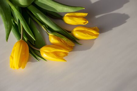 A bouquet of yellow tulips lies in the upper left corner on a white table in the sunlight. View from above. Close Copy Spaceの写真素材