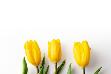 Three buds of yellow tulips lie on the bottom exactly on a white background.Top view. Close up. Copy spaseの写真素材