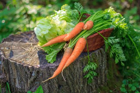 Fresh carrot bouquet lies on a tree stump in a summer gardenの写真素材