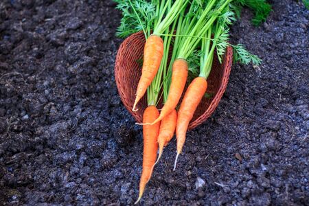 Fresh carrot bouquet lies on a clay plate on the black earthの写真素材