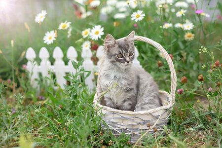 Fluffy grey cat sits in wicker basket in summer gardenの写真素材