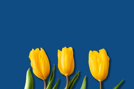 Three buds of yellow tulips lie on the bottom exactly on a blue background.Top view. Close up. Copy spaseの写真素材