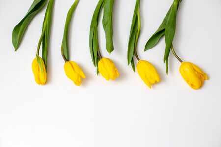 Five buds of yellow tulips lie on a white background at the top of the frame smoothly, rhythmicallyの写真素材