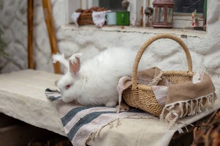 A cute large decorative white rabbit sits next to a basketの写真素材