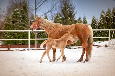 Cute newborn foal is standing with his mom in the snowの写真素材