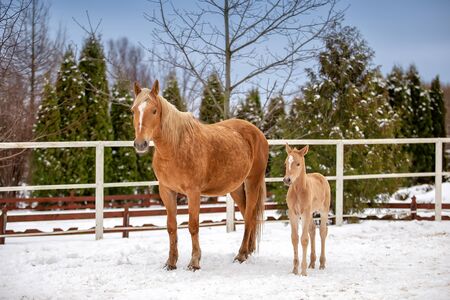 Cute newborn foal is standing with his mom in the snowの写真素材
