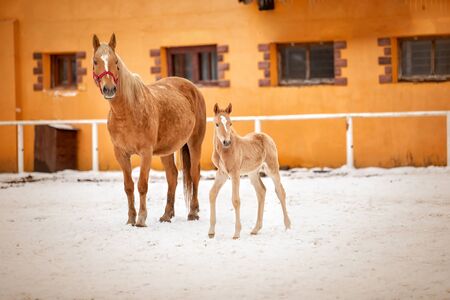 Cute newborn foal is standing with his mom in the snowの写真素材