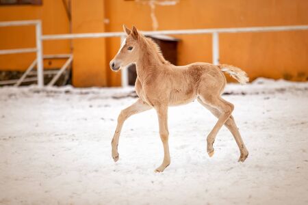 Cute little red colt runs through the snow on the ranchの写真素材