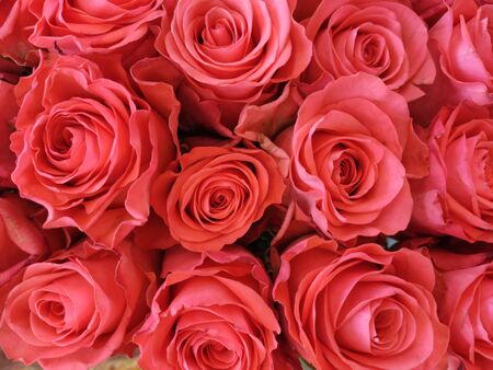 Background of large buds of red roses close-upの写真素材