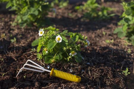 A small yellow rake lies near a flowering strawberry bush on the bedside soil.の写真素材