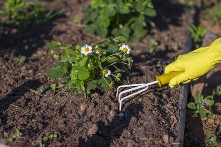 Hand in yellow gloves, loosened with small yellow hand rakes, soil near the strawberry bush in the gardenの写真素材