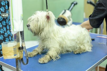 White westhighland terrier dog on grooming tableの写真素材