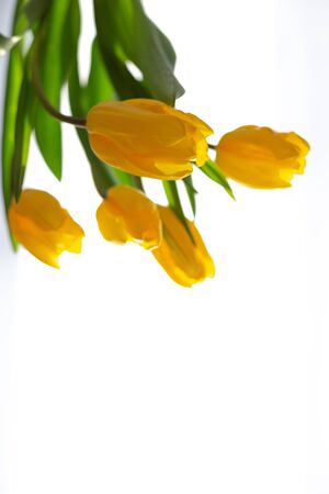 Delicate bouquet of five yellow tulips in white backlight. Isolatedの写真素材