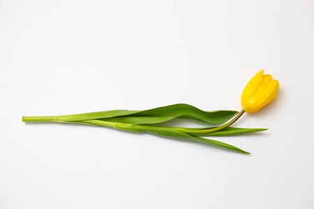 One yellow tulip lies on a white backgroundの写真素材