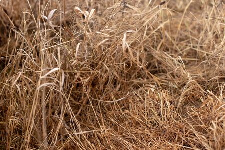Natural texture of brown last year's dry crumpled long dry grass and sedge. Natural backgroundの写真素材