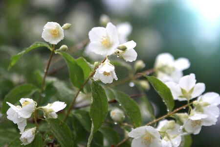 Branches with white jasmine flowers are fresh after the rain. Close upの写真素材