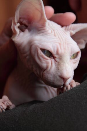 Thumbs up man looking up sphynx cat closeup portrait on brown background. vertical.の写真素材