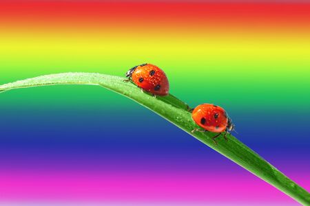 Two red ladybugs are sitting turned away on a green leaf of grass. Rainbow background.の写真素材