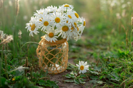 Chamomiles in a jar stand among the grassの写真素材