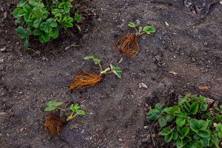 A new seedling of strawberries with roots lies in a patch of land in the garden near large green strawberry bushesの写真素材
