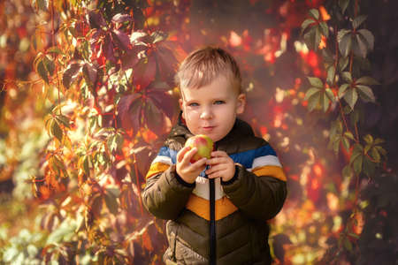 Small boy with apple in autumn gardenの写真素材