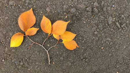 A beautiful branch with yellow leaves on the gray asphalt.