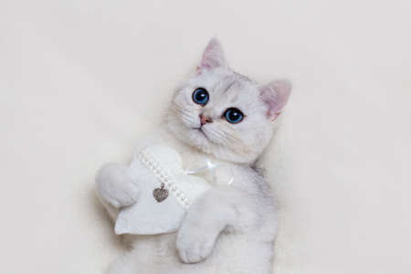 Close up cute white British kitten on a white knitted blanket, with a white textile heart, holds in its pawsの写真素材