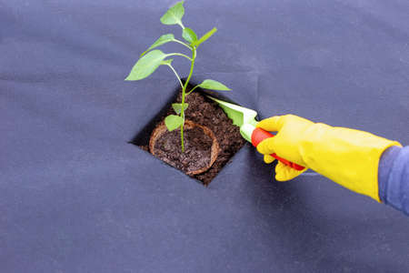 Instructions for planting pepper seedlings on spunbond, cutting out a hole for seedlings.Step 8の写真素材