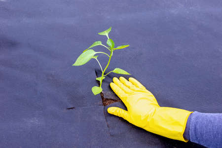 Instructions for planting pepper seedlings on spunbond, cutting out a hole for seedlings.Step 9の写真素材