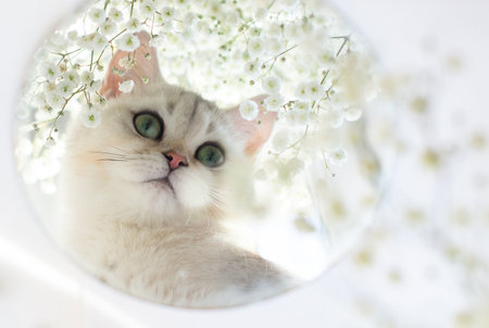 Portrait of a white British kitten in a round mirror.の写真素材