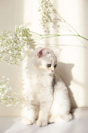 White and gray British cat, with flower gypsophilaの写真素材