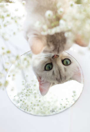 white British kitten in a round mirror.の写真素材