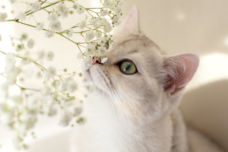Close up portrait of beautiful white British cat, sniffing white flowers of gypsophila,の写真素材