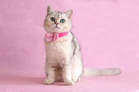 Adorable blue-eyed white british cat wearing shirt and bow tieの写真素材