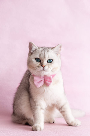 A white british cat with pink bow tie