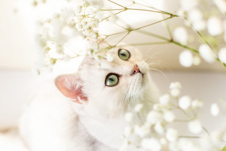Portrait of beautiful white British cat, green eyes, white floral backgroundの写真素材