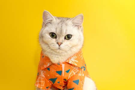 Portrait of white british cat are wear orange shirt in concept summer on the yellow background.の写真素材