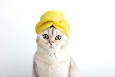 Portrait of a white beautiful cat in a yellow towel on her head after bathing proceduresの写真素材